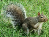 Tree Squirrel Sciurus carolinensis Sciurus Sciuridae Ardilla