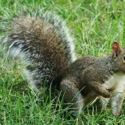 Tree Squirrel Sciurus carolinensis Sciurus Sciuridae Ardilla