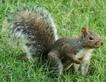 Tree Squirrel Sciurus carolinensis Sciurus Sciuridae Ardilla