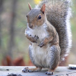 Tree Squirrel Sciurus carolinensis2 Sciurus Sciuridae Ardilla