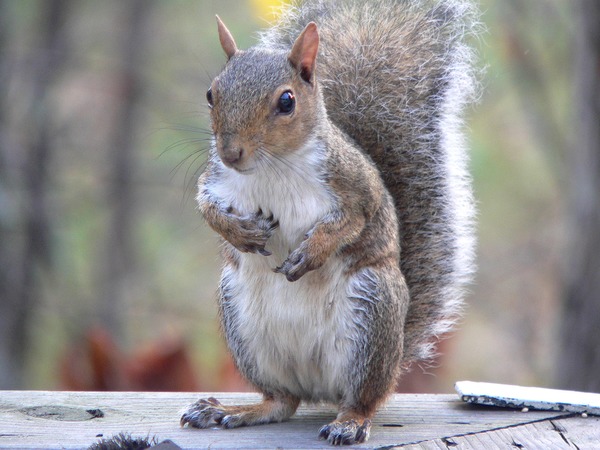 Tree Squirrel Sciurus carolinensis2 Sciurus Sciuridae Ardilla