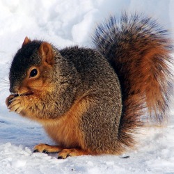 Tree Squirrel Sciurus niger Sciurus Sciuridae Ardilla