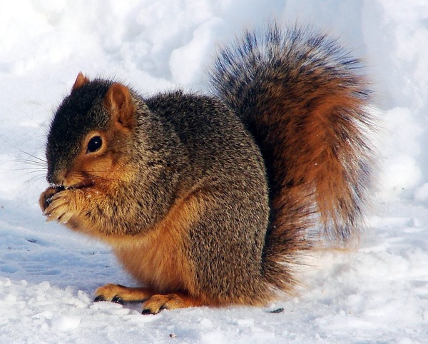 Tree Squirrel Sciurus niger Sciurus Sciuridae Ardilla