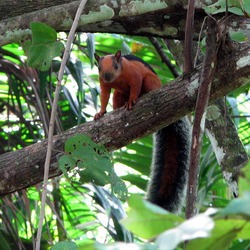 Tree Squirrel Sciurus variegatoides Costa Rica  Sciurus Sciuridae Ardilla