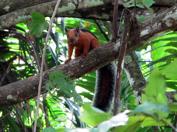 Tree Squirrel Sciurus variegatoides Costa Rica  Sciurus Sciuridae Ardilla