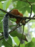 Tree Squirrel Photo Gallery