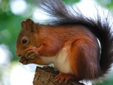 Tree Squirrel Sciurus-vulgaris  stockholm Sciurus Sciuridae Ardilla