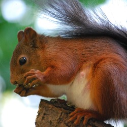 Tree Squirrel Sciurus-vulgaris  stockholm Sciurus Sciuridae Ardilla