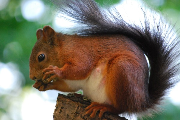 Tree Squirrel Sciurus-vulgaris  stockholm Sciurus Sciuridae Ardilla