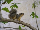 Tree Squirrel Sciurus_griseus branch Sciurus Sciuridae Ardilla