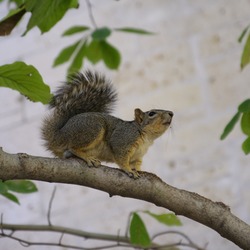 Tree Squirrel Sciurus_griseus branch Sciurus Sciuridae Ardilla