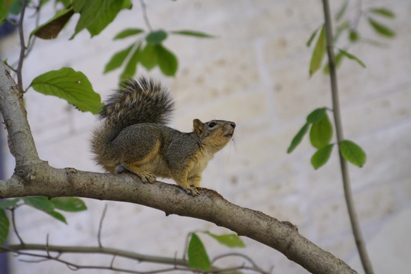 Tree Squirrel Sciurus_griseus branch Sciurus Sciuridae Ardilla