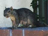 Tree Squirrel Sciurus_niger Fullerton Sciurus Sciuridae Ardilla