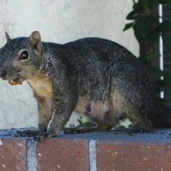 Tree Squirrel Sciurus_niger Fullerton Sciurus Sciuridae Ardilla