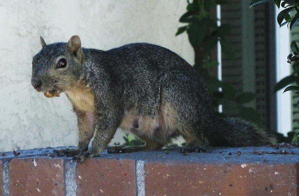 Tree Squirrel Sciurus_niger Fullerton Sciurus Sciuridae Ardilla