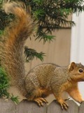 Tree Squirrel Sciurus_niger_(on_fence) Sciurus Sciuridae Ardilla