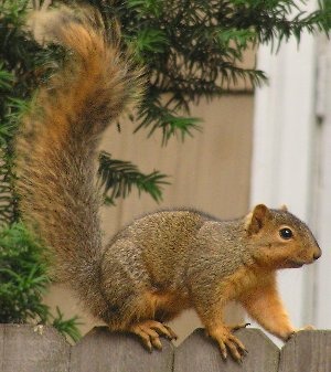 Tree Squirrel Sciurus_niger_(on_fence) Sciurus Sciuridae Ardilla