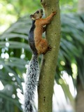 Tree Squirrel Photo Gallery