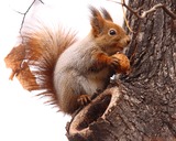 Small Land Mammals