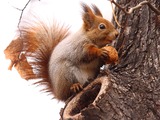 Tree Squirrel Sciurus_vulgaris red  Sciurus Sciuridae Ardilla