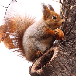 Tree Squirrel Sciurus_vulgaris red  Sciurus Sciuridae Ardilla