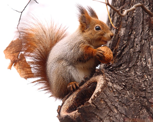 Tree Squirrel Sciurus_vulgaris red  Sciurus Sciuridae Ardilla