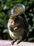 Tree Squirrel Squirrel  Kensington Park Sciurus Sciuridae Ardilla