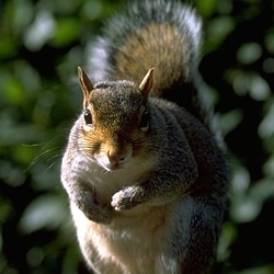 Tree Squirrel Squirrel  Kensington Park Sciurus Sciuridae Ardilla