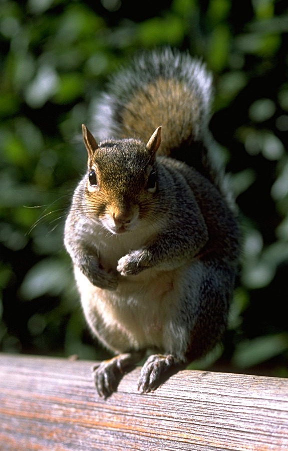 Tree Squirrel Squirrel  Kensington Park Sciurus Sciuridae Ardilla