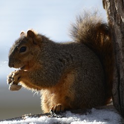 Tree Squirrel Squirrel Eating peanut Sciurus Sciuridae Ardilla