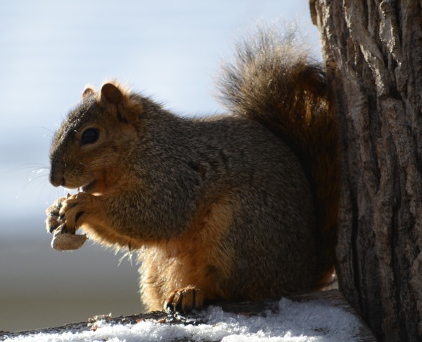 Tree Squirrel Squirrel Eating peanut Sciurus Sciuridae Ardilla