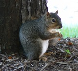 Small Land Mammals