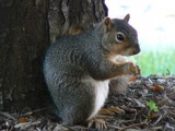 Tree Squirrel Squirrel Nebraska Sciurus Sciuridae Ardilla