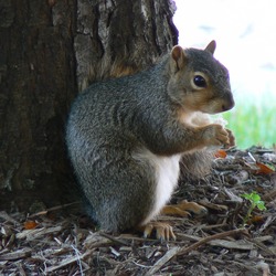 Tree Squirrel Squirrel Nebraska Sciurus Sciuridae Ardilla