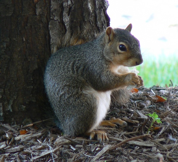 Tree Squirrel Squirrel Nebraska Sciurus Sciuridae Ardilla