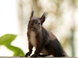 Small Land Mammals