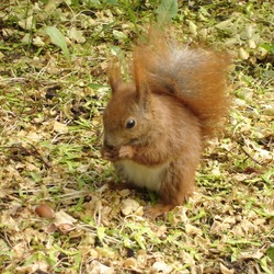 Tree Squirrel Squirrel poland Sciurus Sciuridae Ardilla