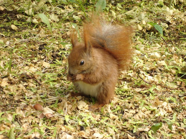 Tree Squirrel Squirrel poland Sciurus Sciuridae Ardilla