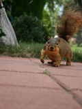 Tree Squirrel Squirrel_001 Sciurus Sciuridae Ardilla