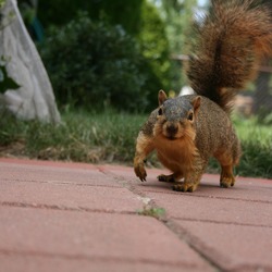 Tree Squirrel Squirrel_001 Sciurus Sciuridae Ardilla