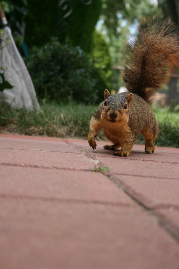 Tree Squirrel Squirrel_001 Sciurus Sciuridae Ardilla