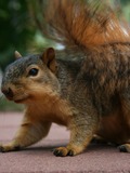 Tree Squirrel Squirrel_002 Sciurus Sciuridae Ardilla