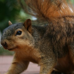 Tree Squirrel Squirrel_002 Sciurus Sciuridae Ardilla