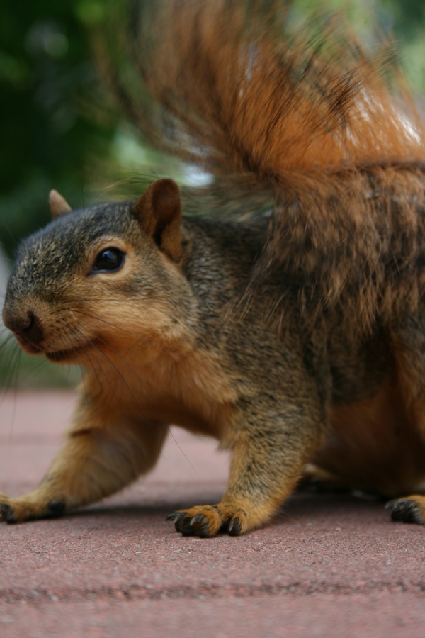 Tree Squirrel Squirrel_002 Sciurus Sciuridae Ardilla