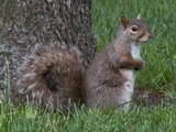 Tree Squirrel Squirrel_4_db Sciurus Sciuridae Ardilla