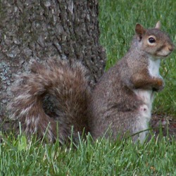 Tree Squirrel Squirrel_4_db Sciurus Sciuridae Ardilla