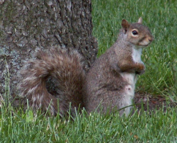 Tree Squirrel Squirrel_4_db Sciurus Sciuridae Ardilla