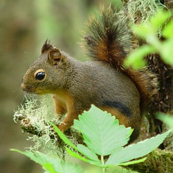 Tree Squirrel Tamiasciurus douglasii  Sciurus Sciuridae Ardilla