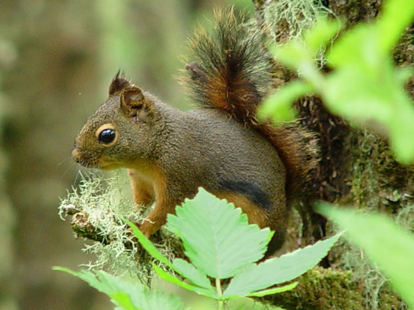 Tree Squirrel Tamiasciurus douglasii  Sciurus Sciuridae Ardilla