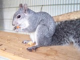 Tree Squirrel Western gray squirrel Sciurus Sciuridae Ardilla